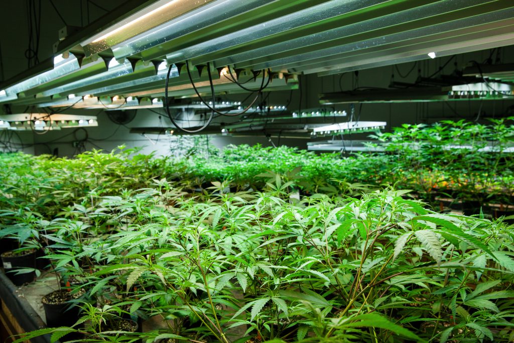 An indoor cannabis farm.