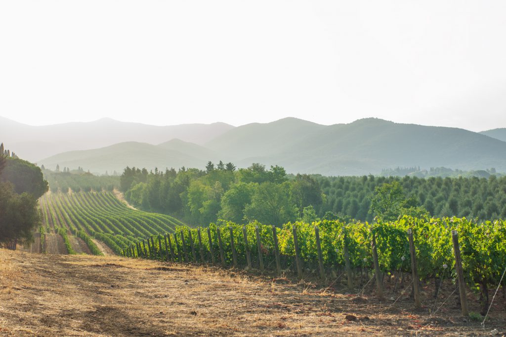 A vineyard in hilly terrain.