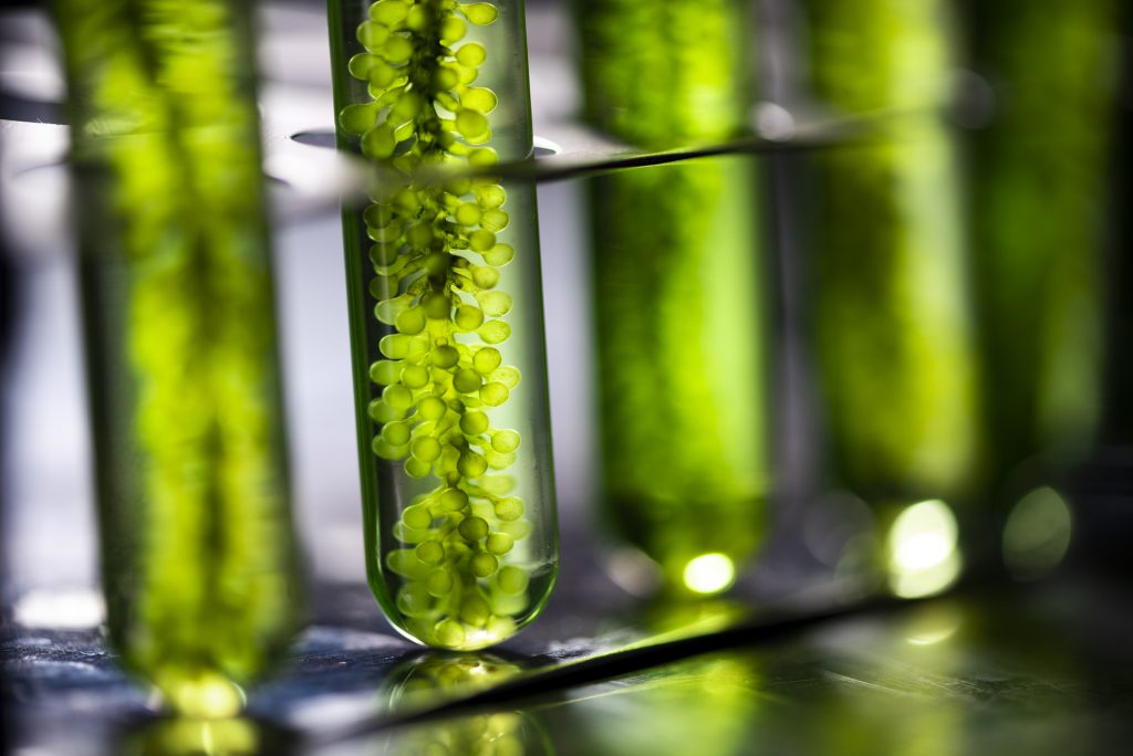 Algae being grown in a series of test tubes.