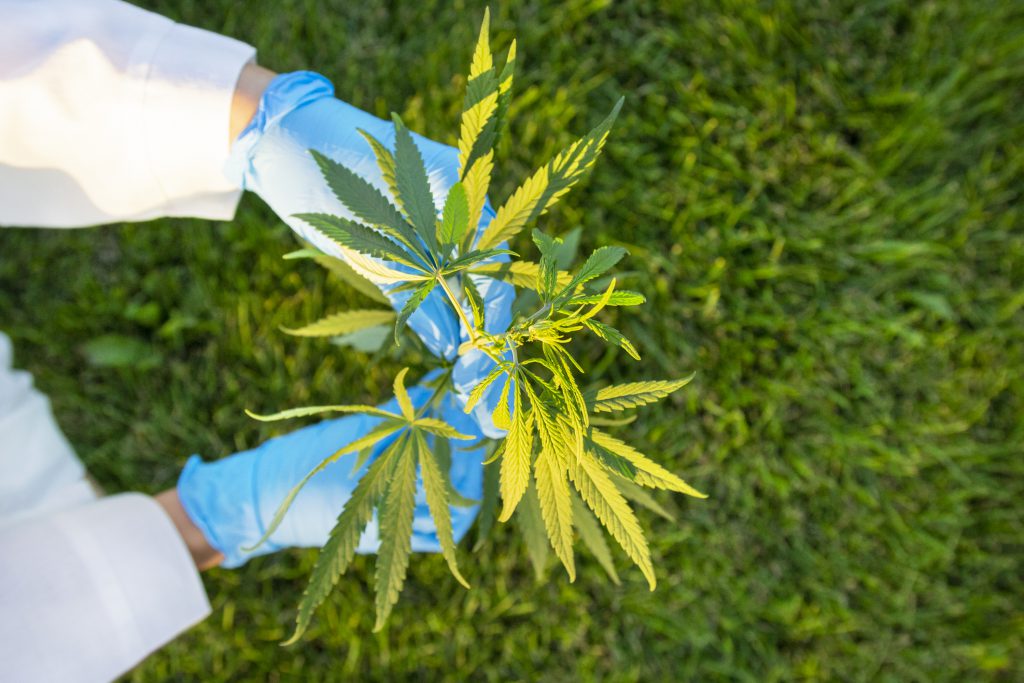 A perosn in a labcoat's hands holding cannabis plants.