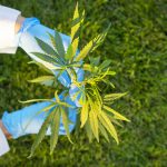 A perosn in a labcoat's hands holding cannabis plants.