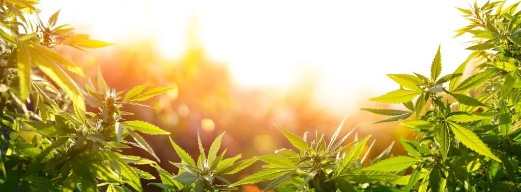 Cannabis plants at sunset.