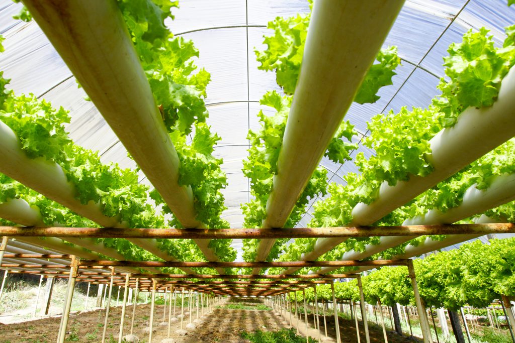 A hydroponics farm for lettuce.